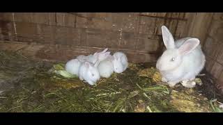 True definition of motherhood!!!Awesome mother rabbits with their  cute bunnies!!
