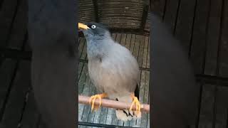 Jalak Pintar Kayak Beoshorts