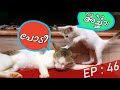 പൂച്ചു അച്ഛൻ ! | Puppykuttan Webseries Malayalam Comedy Short Film EP 46