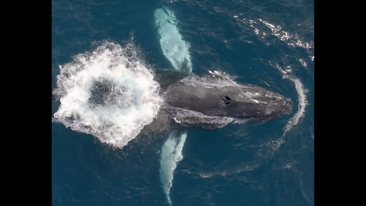 Whale Song - YouTube