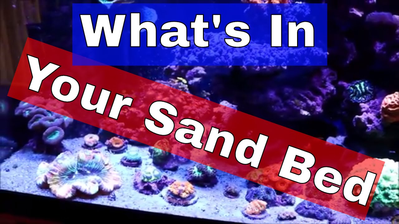 Reef Tank Sandbed YouTube