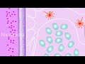 Immunology Advance: How Gut Infections Cause Long-Term Damage