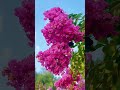 Alhamdulillah power take care Uttam #flowers #musicsong #হ্যাশটেক