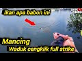 Lagi asik mancing tiba tiba ada suwara kake kake serep tapi panen strike #mancingwadukcengklik