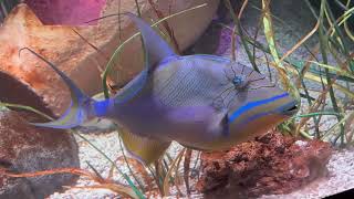 Queen Trigger Fish at the Aquarium #fish #fishing #animals 