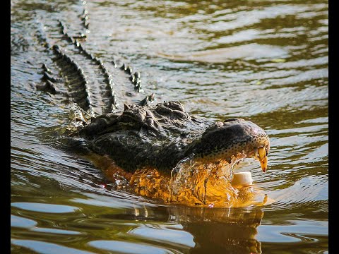 Video: Differenza Tra Coccodrillo E Gaviale