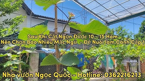 Nên Chọn Bao Nhiêu Mắt Ngũ - Để Nuôi Làm Cành Cấp 1 ( Lh Mua Giống Chuẩn: 0362216213 )