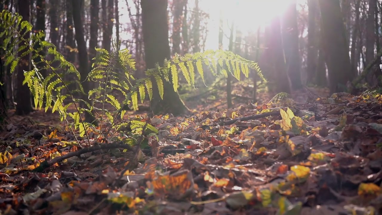 German forest, relaxing music and nature-sounds