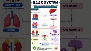 The RAAS (Renin–Angiotensin–Aldosterone System) I Biology Journal#biologyfacts #science