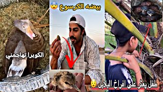 اول مره بحياتك راح تشوف بيضه الكرسوع !!! مغامره البحث عن ابياض البلابل 😨