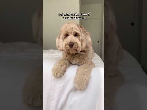 Video: To menn, One Goldendoodle, Svært forskjellige foreldringsstiler