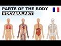 Apprendre le vocabulaire anglais - Les parties du corps 8 (Parts of the body)