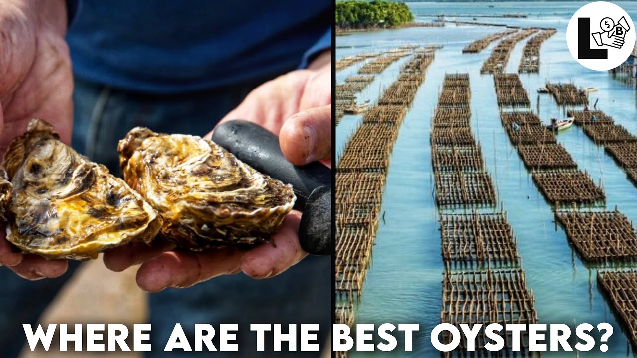 Oysters Myths and Facts. Or Who is Being Eaten Alive YouTube