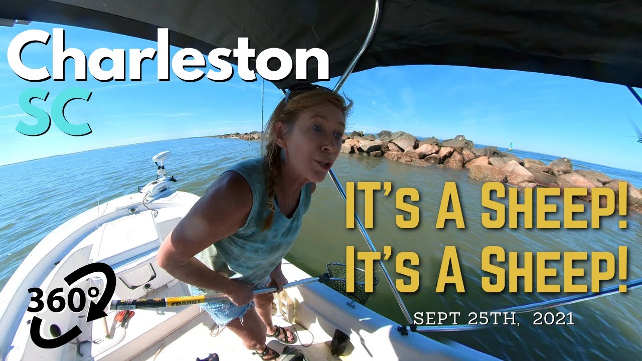 360/VR Charleston SC Jetties It's a Sheep! YouTube