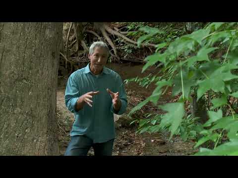 Growing a Greener World Episode 314 - Moss Gardens