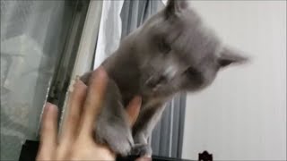 新技に対し、初見でカウンターを合わせる格闘の天才すずまろ