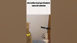 story wa video hewan lucu