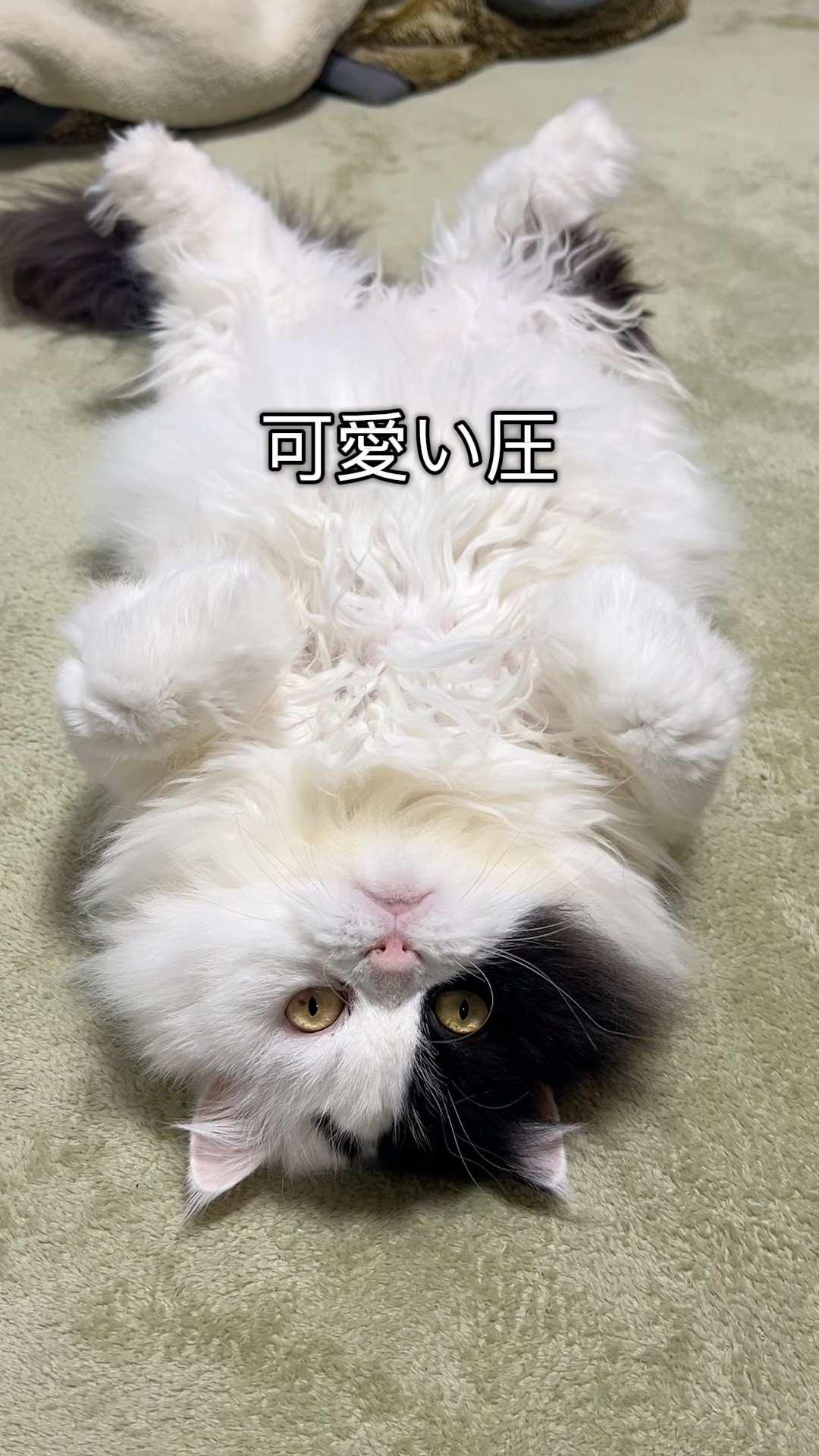 ねことパッチワーク - YouTube