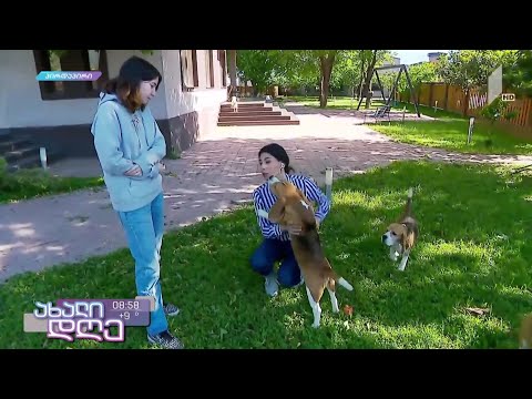 რუბრიკა #ცხოველები - ბიგლი