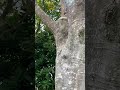 Singapur_Monkey attack