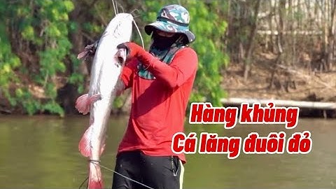 Hôm nay trúng mánh nữa rồi chài vô cá lăng đuôi đỏ ￼#linhđongque