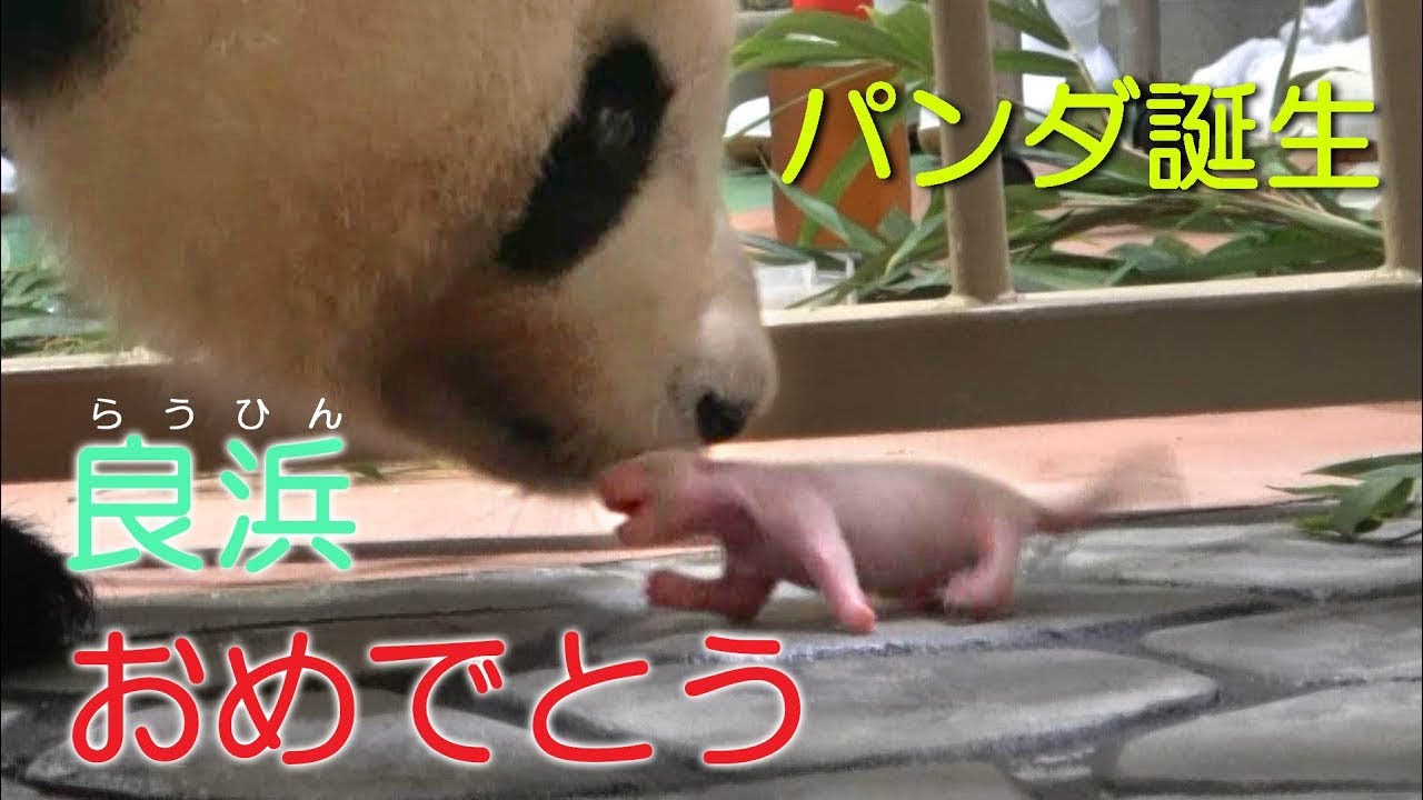 アドベンチャーワールドでパンダの赤ちゃん誕生 Youtube