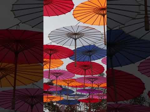 【床もみじ 宝徳寺】群馬県桐生市 2024年11月20日  # shorts ＃紅葉 #宝徳寺 #床もみじ