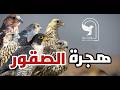 وثائقي عن اسرار هجرة الصقور واماكن انتشارها واشهر انواعها الصقر الحر الوكري الجير الشاهين البوعميرة 