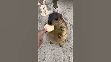Gopher eats chip #shorts #food #funnyvideo #funnyanimal #funny #shortsvideo