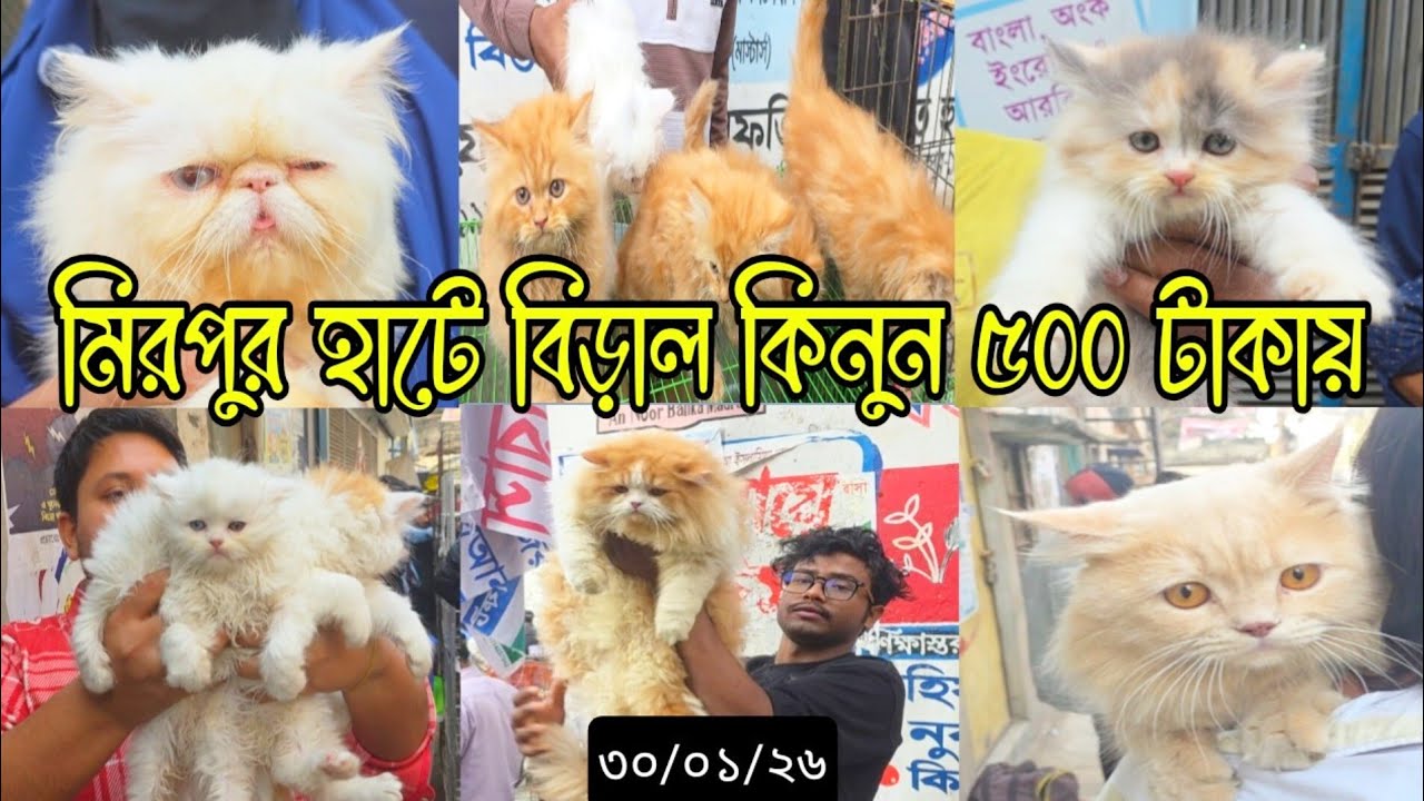 মিরপুর হাটে বিড়াল পাবেন ৫০০ টাকায় | #cat #persian #বিড়াল 