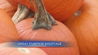 Crop experts warn about the 'great pumpkin shortage'
