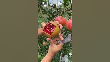 quả lựu đỏ và giống cây lựu đỏ