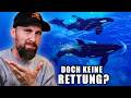 Das Sanctuary EXISTIERT NICHT Die WAHRHEIT über Die Marineland Orca Rettung Robert Marc Lehmann