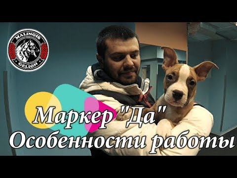 Дрессировка щенка. Особенности работы с маркером "Да"
