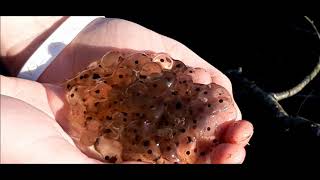 Tadpole Diaries: Episode 1: Collecting Frogspawn in Laois