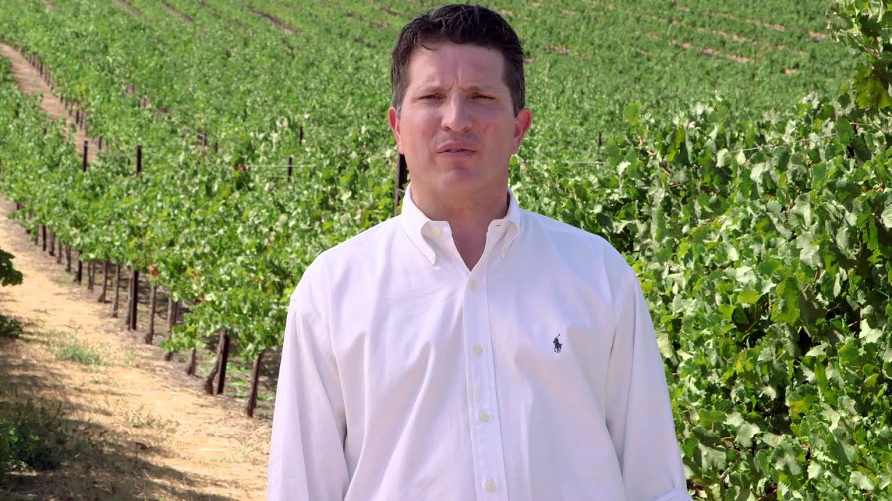 Discover California Wines: Lake County and Sierra Foothills