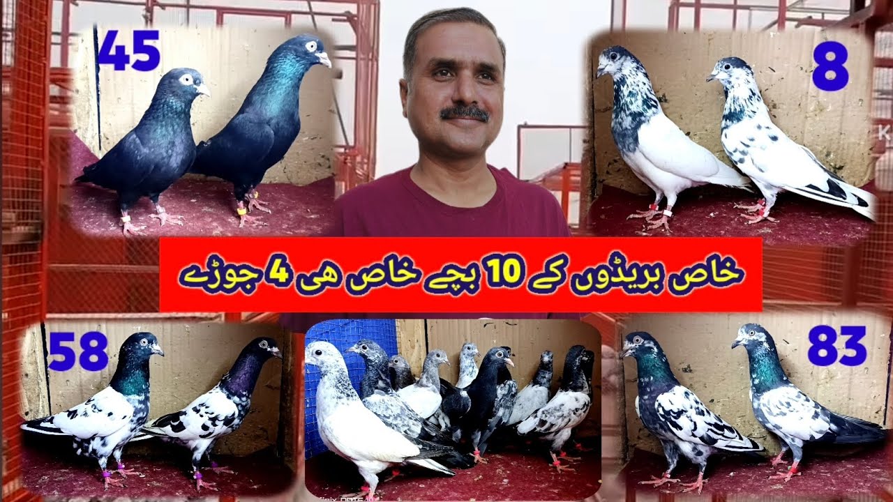 Pigeon pair outclassed well breeds baby pigeon