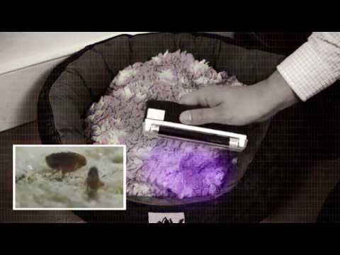 The secret life of fleas- what fleas get up to on your pet