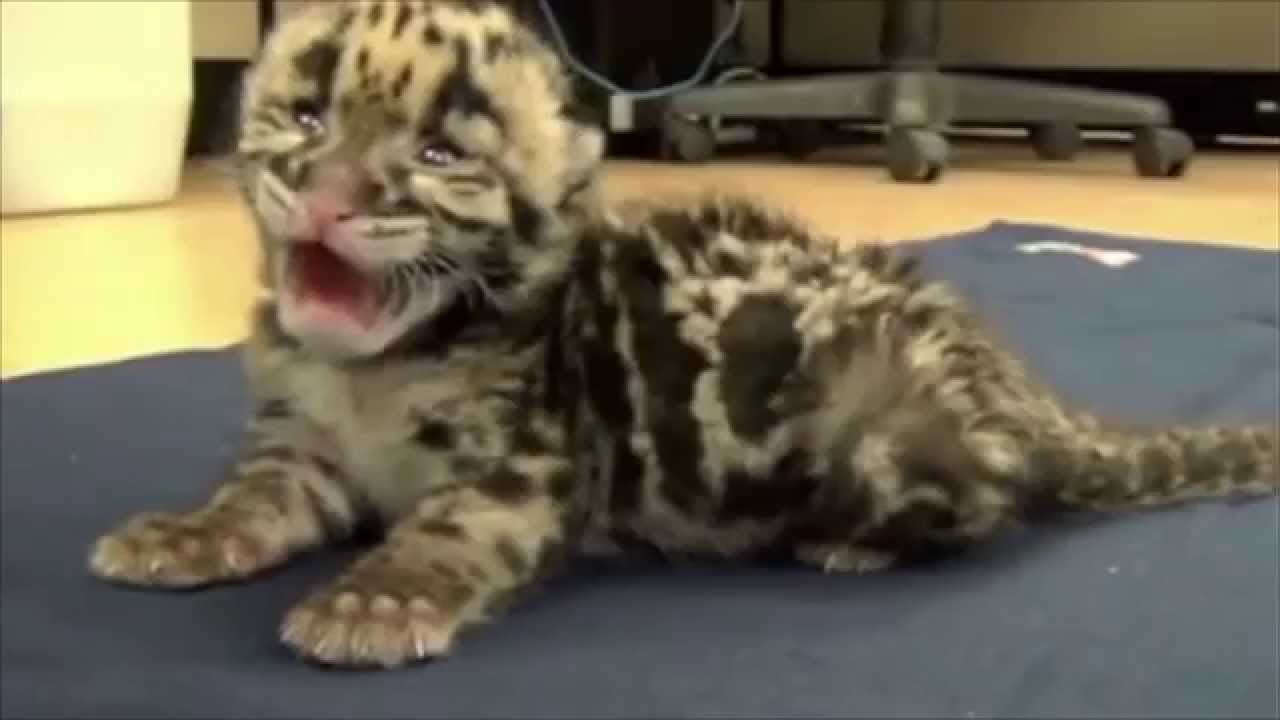 Baby clouded leopard kitten Tampa FL YouTube