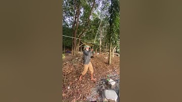 Đóng dính cá thác lác kéo quá phê , câu cá thác lác