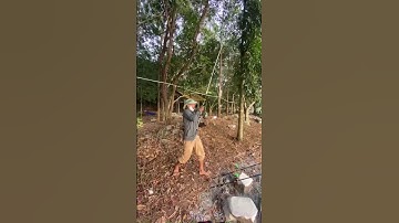 Đóng dính cá thác lác kéo quá phê , câu cá thác lác