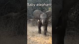 Baby elephant - are you ready to go on Safari ￼ link is in bio #elephant #safari #africa