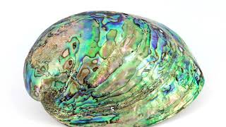 10 beautiful facts about Abalone