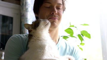 Comfort Zone Calming Pheromone Diffuser