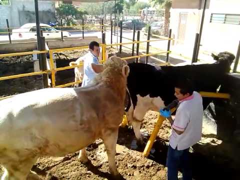 Vagina falsa Vagina falsa