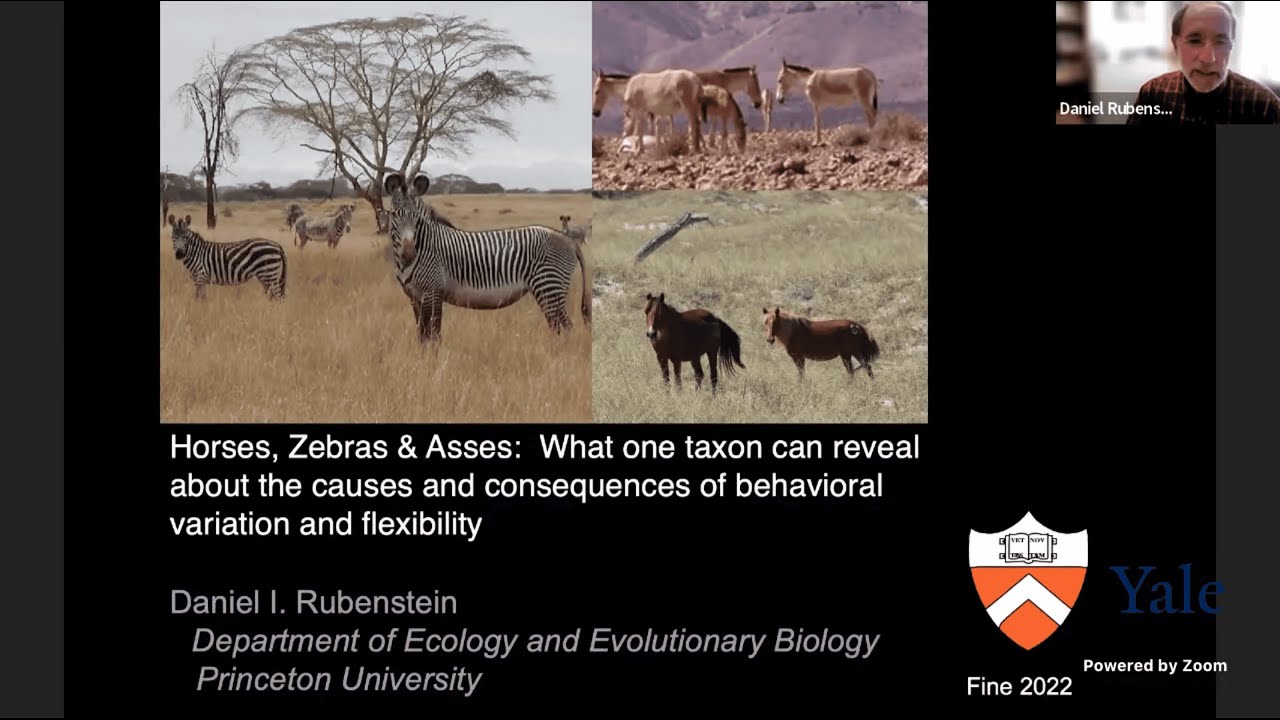 Dan Rubenstein: Causes and Consequences of Behavioral Variation and Flexibility (20 Sept. 2022)