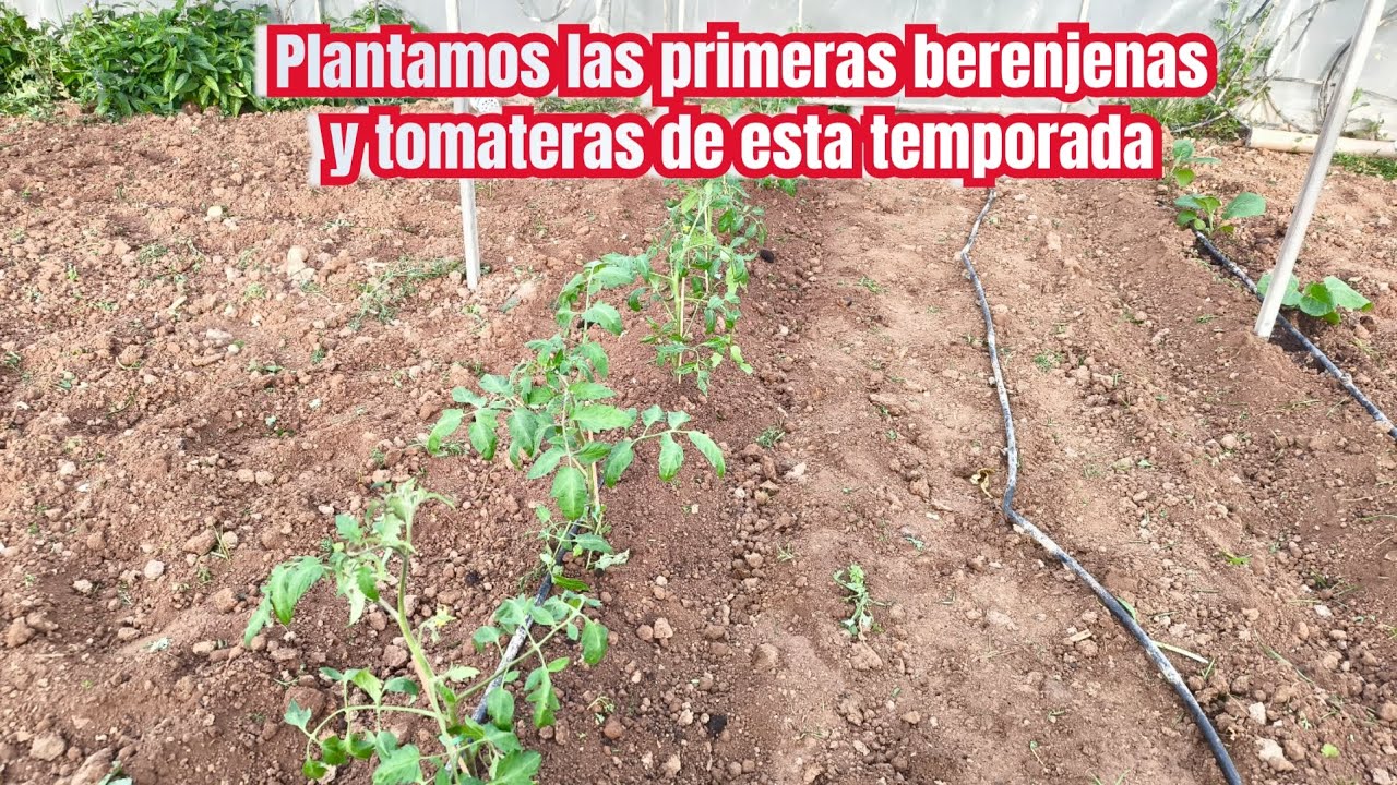 Plantamos las primeras berenjenas y tomateras de esta temporada 2026.27/2/2026 invierno.