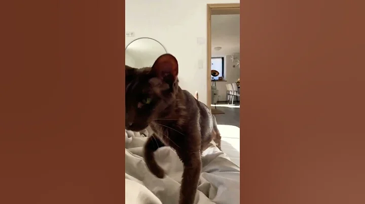 Video 6230351: cat cutecat pets, havana brown cat, pets cuddles