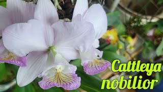 Cattleya nobilior. сезонное цветение.