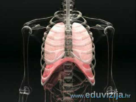 Video: Anatomija, Funkcija I Dijagram Srednje Cerebralne Arterije - Karte Tijela